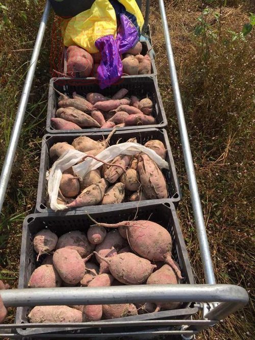 一天能運五千斤農產品 景寧這個高山軌道運輸車厲害了