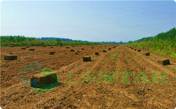 上海世達爾打捆機花生桿打捆作業圖片
