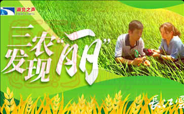 2020湖北三農觀察之田間革命帶來的高效益