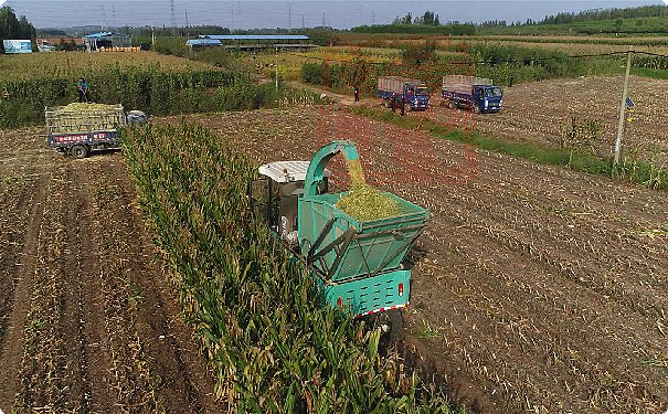 4QZ-30自走式青飼料收獲機